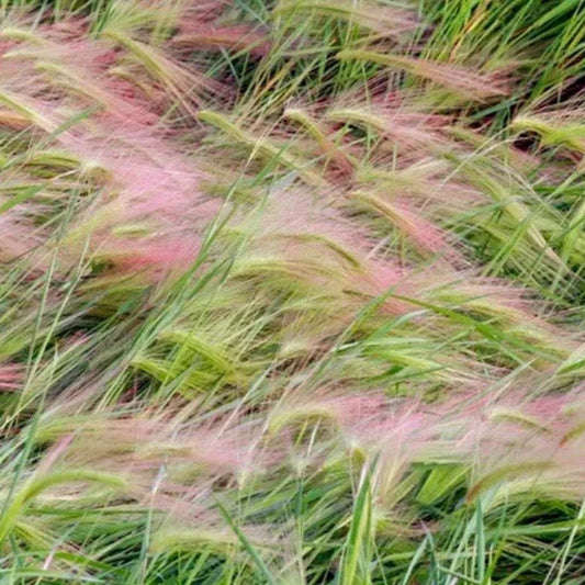 25 Foxtail Barley Seeds