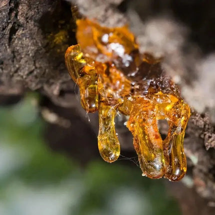 25 Frankincense Pine Tree Seeds – Rare Aromatic Evergreen for Gardens & Bonsai