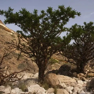 15 Frankincense Pine Tree Seeds