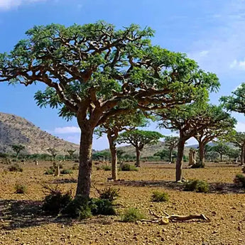 15 Frankincense Pine Tree Seeds