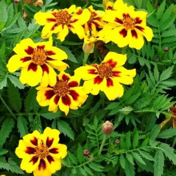 75 French Marigold - Dainty Marietta Seeds