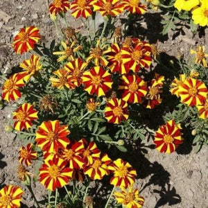 100 French Marigold Seeds – Court Jester