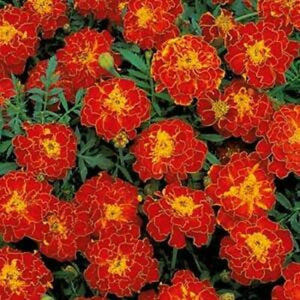 200 French Red Marigold Seeds