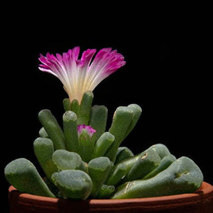 Frithia Pulchra Seeds – 15 Seeds