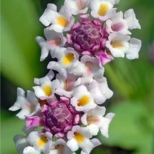 Close-up of a cluster of white and pink flowers with yellow centers on a blurred green background.