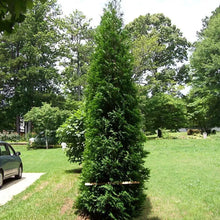 Full Speed A Hedge - American Pillar Arborvitae - 4" Pot