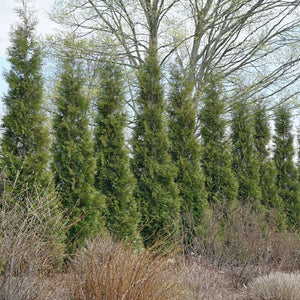 Full Speed A Hedge - American Pillar Arborvitae - 4" Pot