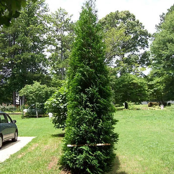 Full Speed A Hedge - American Pillar Arborvitae - 4