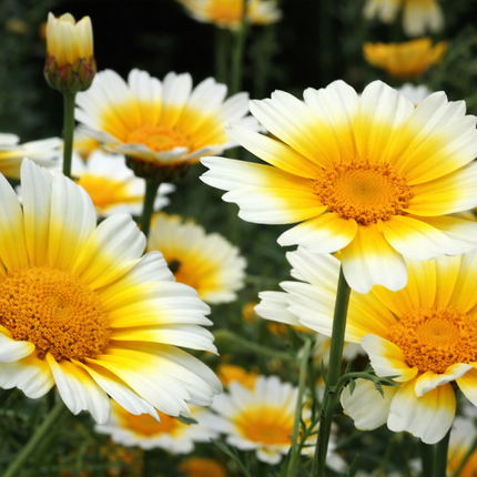 Close-up of yellow and white GARLAND DAISY FLOWERS 