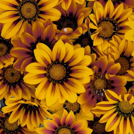 Gazania Seeds Collection | Bright, Easy-Grow Perennial Flowers