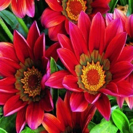 Gazania Seeds Collection | Bright, Easy-Grow Perennial Flowers