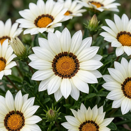 Gazania Seeds Collection | Bright, Easy-Grow Perennial Flowers