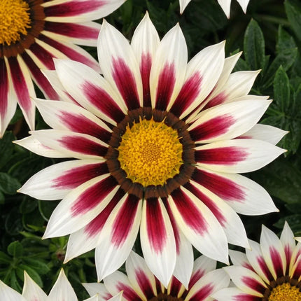 Gazania Seeds Collection | Bright, Easy-Grow Perennial Flowers