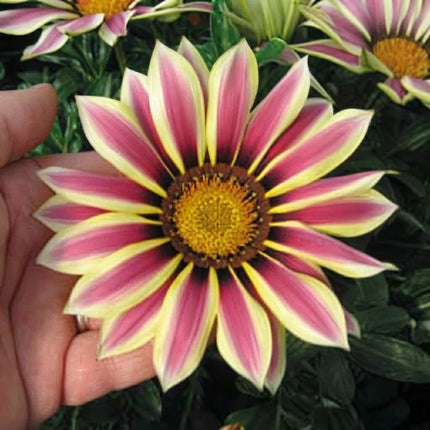 Gazania Seeds Collection | Bright, Easy-Grow Perennial Flowers