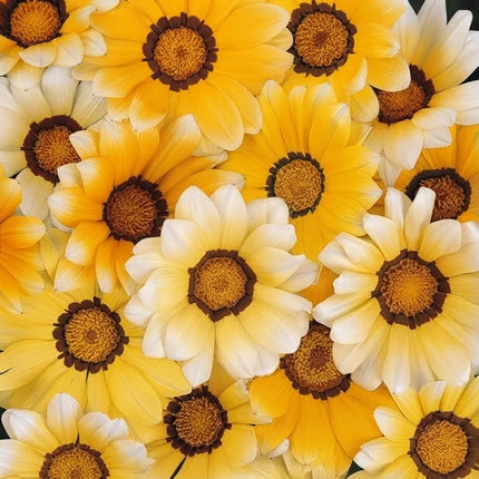 Gazania Seeds Collection | Bright, Easy-Grow Perennial Flowers