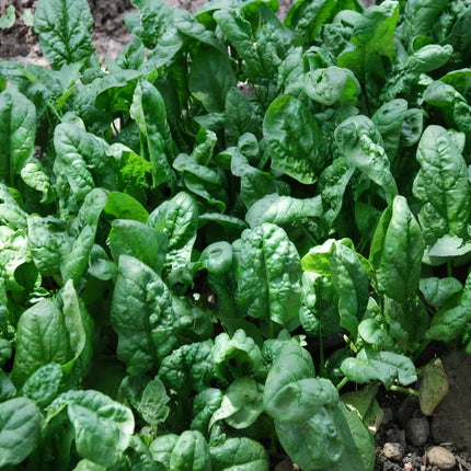 Giant Noble Spinach growing with large, dark green, tender leaves, perfect for fresh salads, cooking, and home vegetable gardens. Seed World