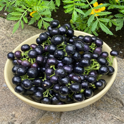 Garden Huckleberry berries with glossy deep purple-black fruits and green stems freshly harvested in a bowl. Seed World