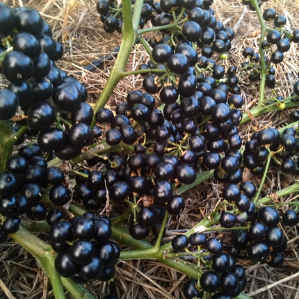 150 Garden Huckleberry Seeds – Solanum Nigrum | Sweet Berry Garden Plant