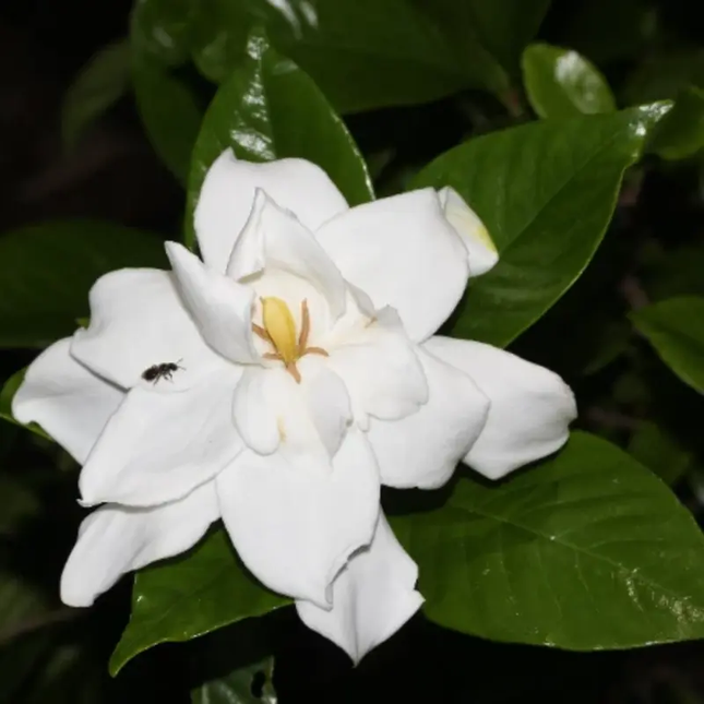500 Gardenia Jasminoides Seeds | Cape Jasmine Fragrant Evergreen Shrub