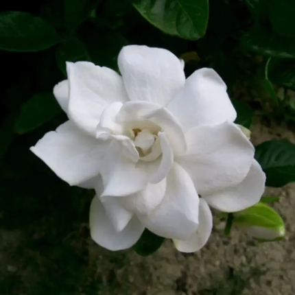 500 Gardenia Jasminoides Seeds | Cape Jasmine Fragrant Evergreen Shrub