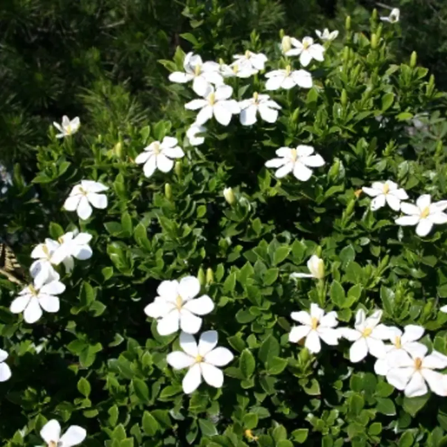 500 Gardenia Jasminoides Seeds | Cape Jasmine Fragrant Evergreen Shrub