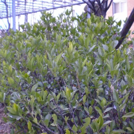 500 Gardenia Jasminoides Seeds | Cape Jasmine Fragrant Evergreen Shrub