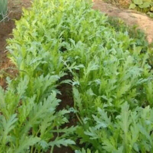 1500 Garland Chrysanthemum Seeds