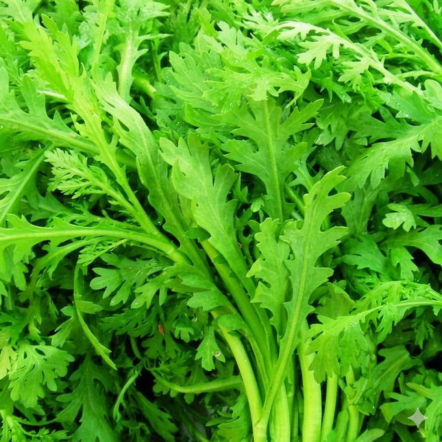 Fresh green Garland Chrysanthemum leaves with vibrant stems, perfect for home gardens and adding healthy, flavorful greens to salads and Asian dishes. Seed World