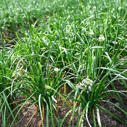 200 Garlic Chive Seeds (Allium tuberosum)