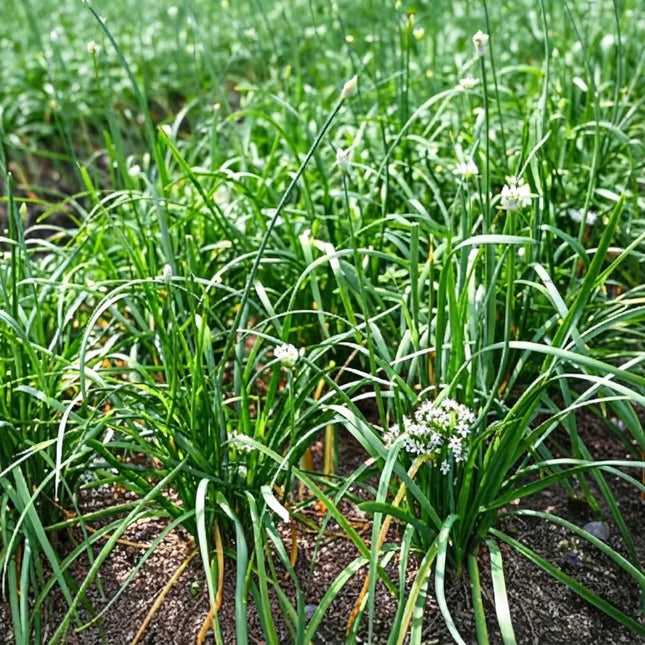 200 Garlic Chive Seeds (Allium tuberosum)