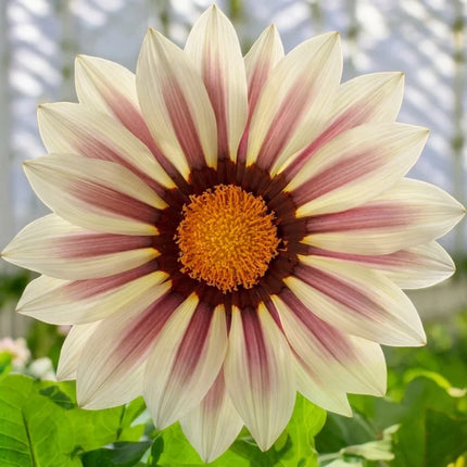 Gazania Seeds Collection | Bright, Easy-Grow Perennial Flowers