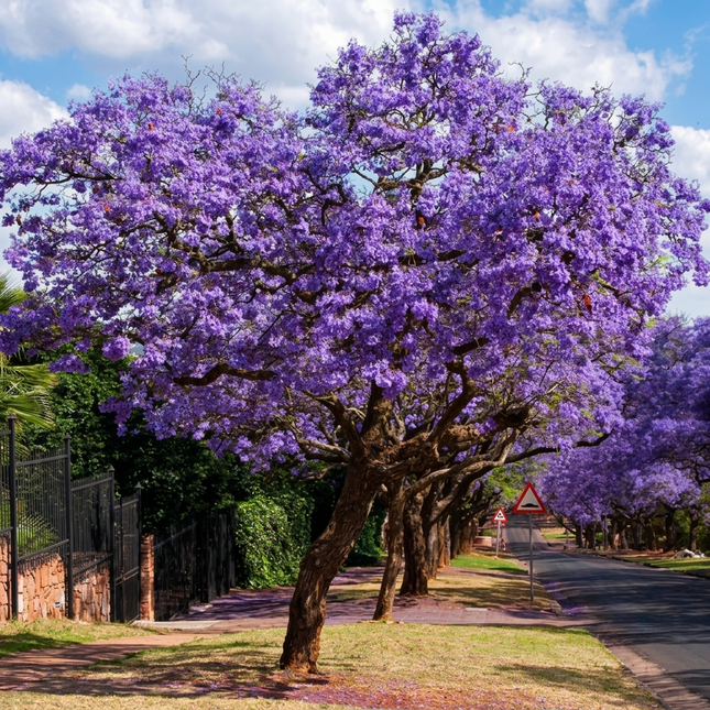 150 Jacaranda Purple Tree Seeds | Jacaranda Mimosifolia | Ornamental Shade Tree