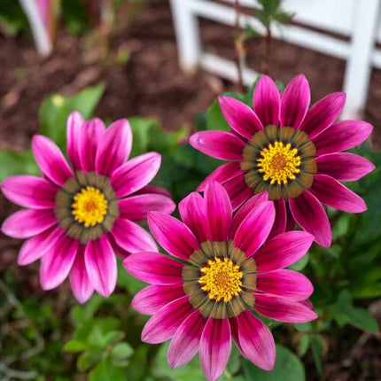 Gazania Seeds Collection | Bright, Easy-Grow Perennial Flowers
