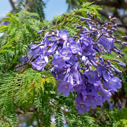 150 Jacaranda Purple Tree Seeds | Jacaranda Mimosifolia | Ornamental Shade Tree
