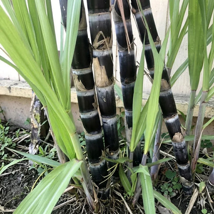 2 Purple Sugarcane Cuttings