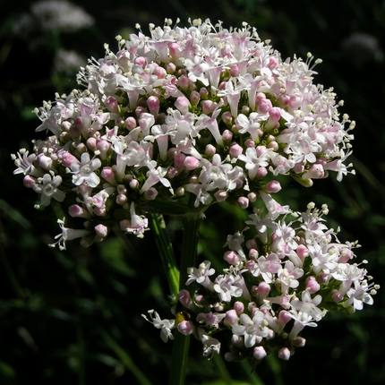 300 Valeriana Officinalis Seeds – Heliotrope Valerian Medicinal Herb