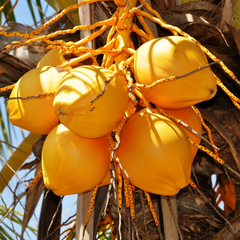 Fresh yellow coconuts hanging on palm tree, tropical fruit for gardening or healthy eating - Seed World