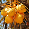 Fresh yellow coconuts hanging on palm tree, tropical fruit for gardening or healthy eating - Seed World