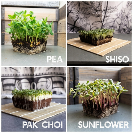 12 Variety Pack Microgreens Seeds Kit