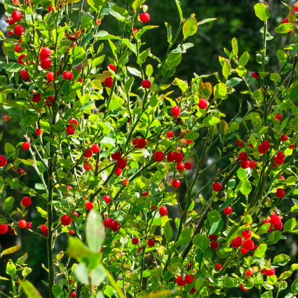 Mature Red Huckleberry bush loaded with bright red berries, healthy green foliage, thriving in a sunlit garden environment, ideal for edible landscaping. Seed World