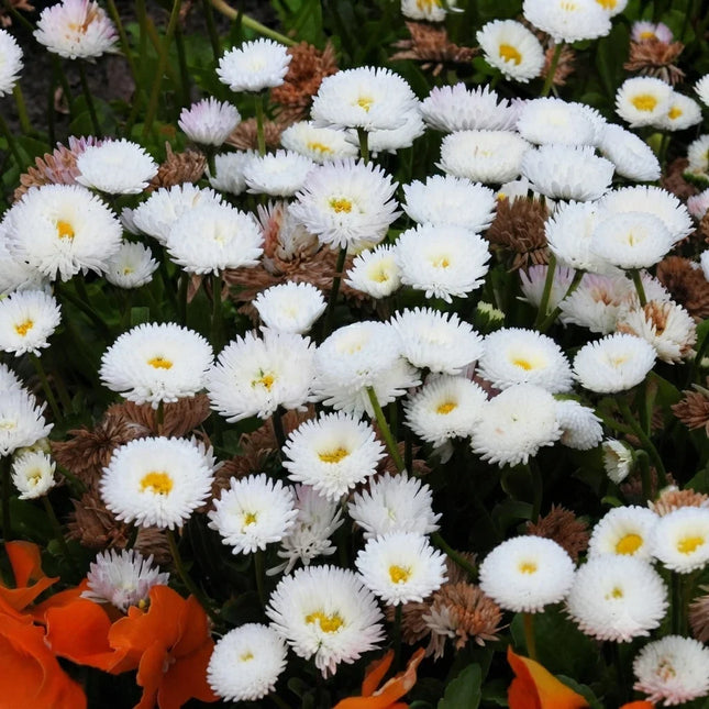 1000 White English Daisy Seeds – Bellis Perennis | Heirloom & Non-GMO