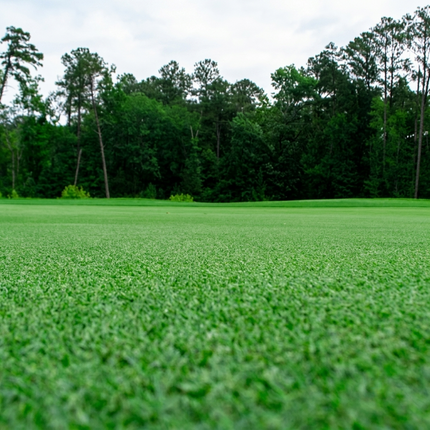 70,000 Premium Bermuda Grass Seed – Unhulled w/ Moisture Retaining Coating