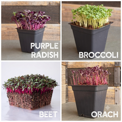12 Variety Pack Microgreens Seeds Kit