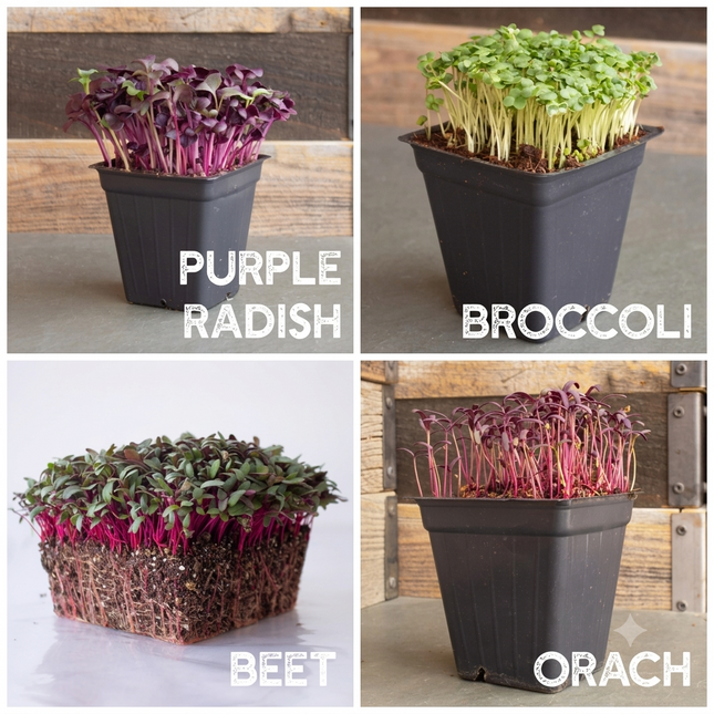 12 Variety Pack Microgreens Seeds Kit
