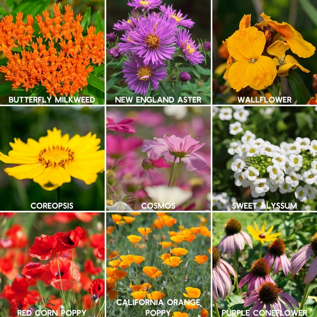 80, 000+ Save The Bees Wildflower Seeds Mix Collection – 19 Bee-Friendly Varieties