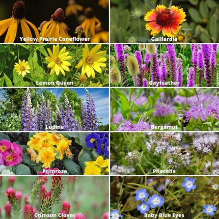 80, 000+ Save The Bees Wildflower Seeds Mix Collection – 19 Bee-Friendly Varieties