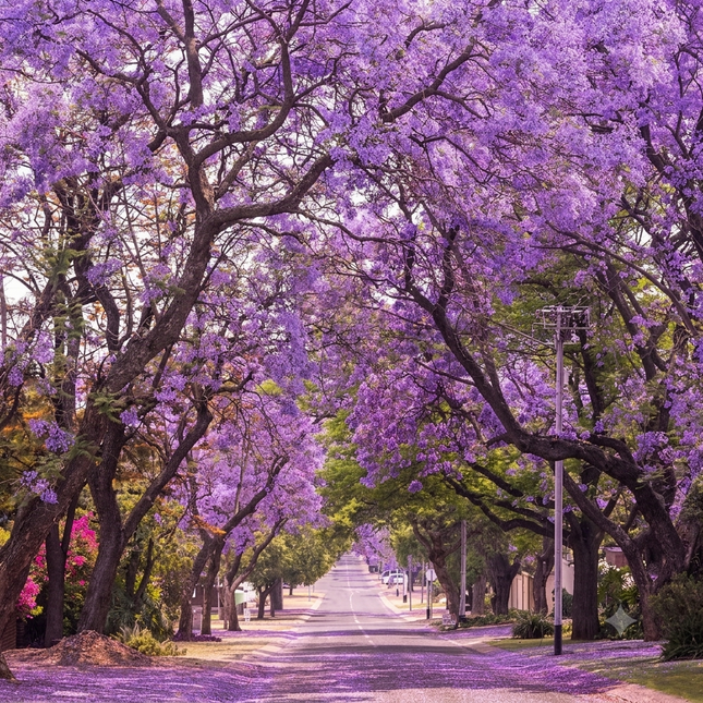 Jacaranda tree in full purple bloom lining a street. Seed World