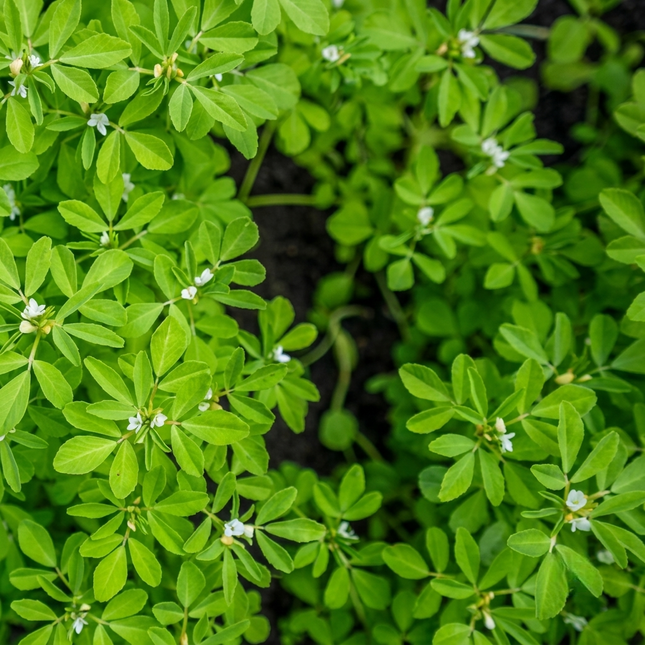 200 Fenugreek Seeds (Trigonella foenum-graecum)