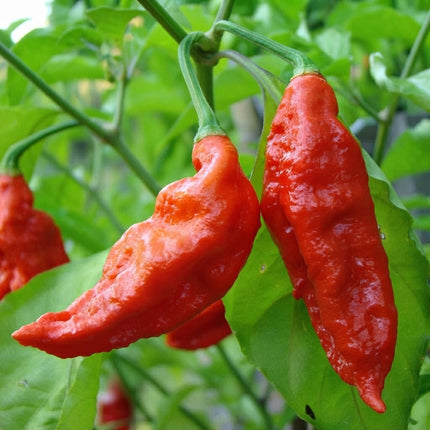 Ghost Pepper plant producing ripe, fiery red Bhut Jolokia peppers, an extremely hot chili variety ideal for experienced home gardeners and hot pepper enthusiasts. Seed World