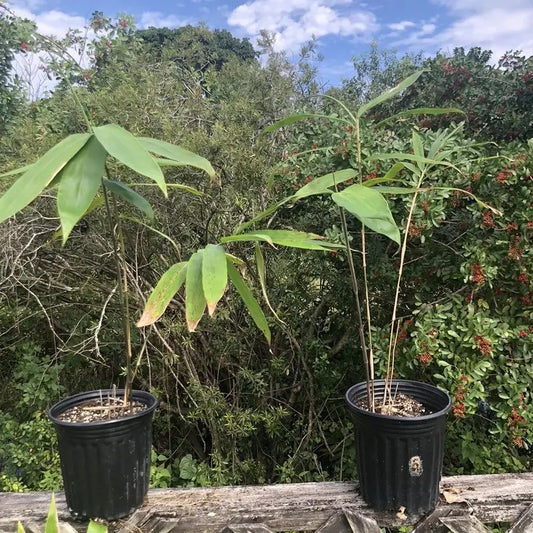 Potted Giant Bamboo seedlings (Dendrocalamus Asper) ready for transplanting – tropical fast-growing bamboo.